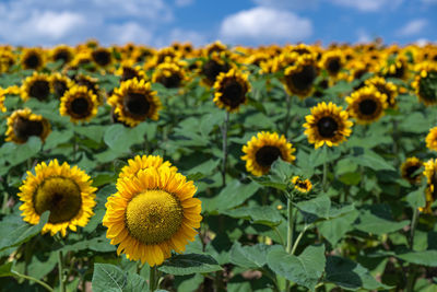 Close-up sunflower field on a partly cloudy day