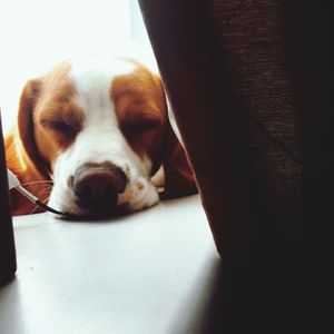 Close-up portrait of dog