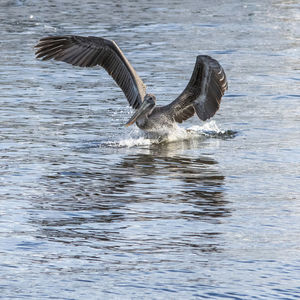 View of birds flying over sea