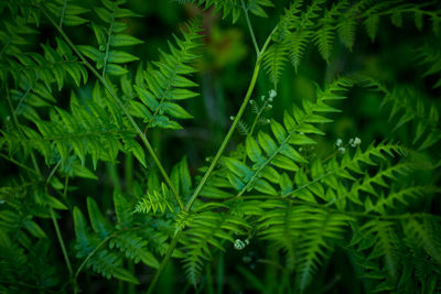 Full frame shot of green leaves