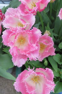 Close-up of pink flowers blooming outdoors