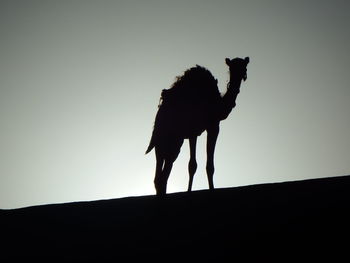 Low angle view of silhouette horse standing on land against sky