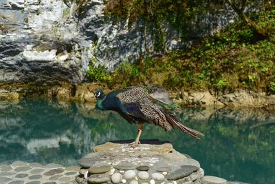 Peacock perching on rock in lake