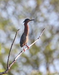 Low angle view of bird perching on branch