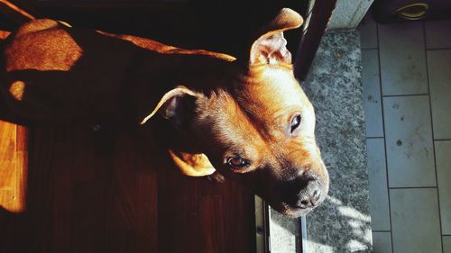 Close-up portrait of dog outdoors