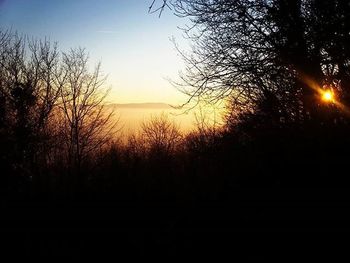 Silhouette of trees at sunset