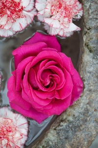 Close-up of pink rose blooming outdoors