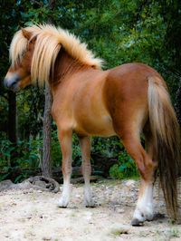 Close-up of two horses