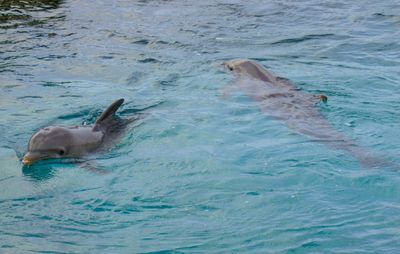 Swimming in sea