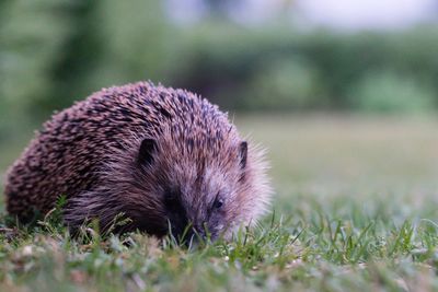 Close-up of an animal on grass