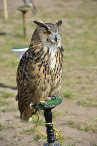 Close-up of owl perching on branch