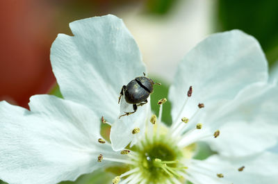 Close-up of insect on white flower