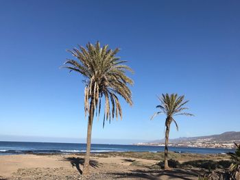 Palm tree on beach against clear blue sky