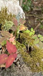 Close-up of autumn leaves on rock