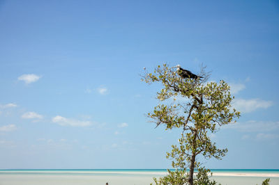 View of bird on plant against sky