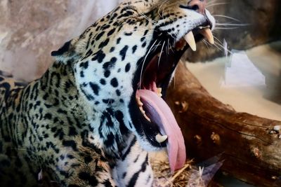 Cat sleeping in a zoo