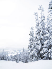 Trees on snow covered landscape against sky