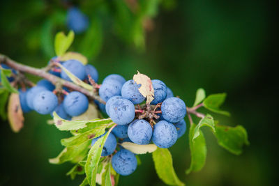 Close-up of grapes growing on plant