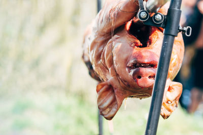 Close-up of pig hanging outdoors
