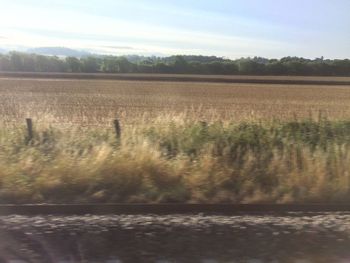 Scenic view of field against sky