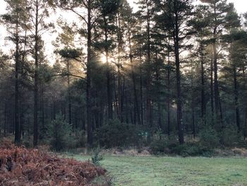 Scenic view of forest