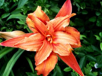 Close-up of day lily blooming outdoors