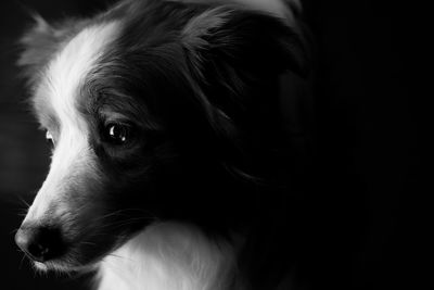 Close-up portrait of dog