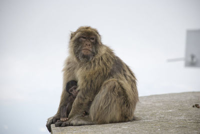Barbary macaque of gibraltar sitting on railing