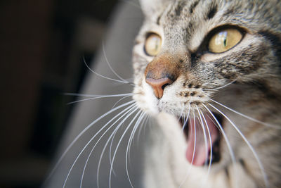 Close-up of cat