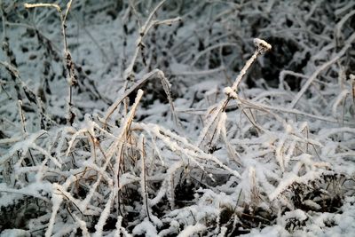 Close up of snow