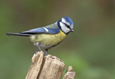 Close-up of bird perching outdoors