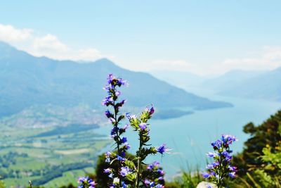 Close-up of fresh purple flowers against sky