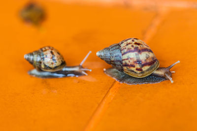 Close-up of snail on orange