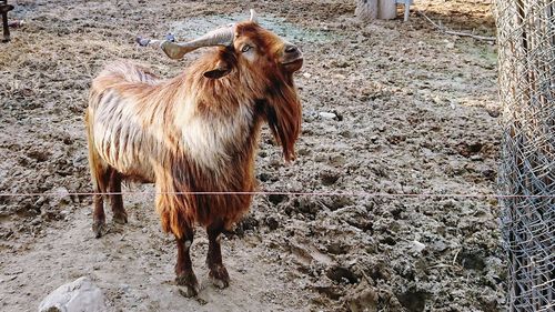 Horse standing on field