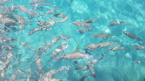 Aerial view of swimming underwater