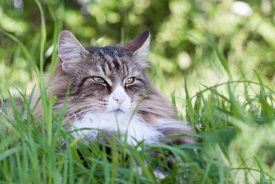 Beautiful norwegian forest cat lying on the tall grass.