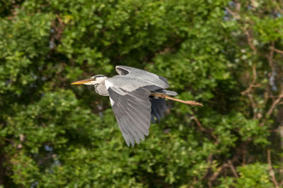 High angle view of gray heron flying against trees