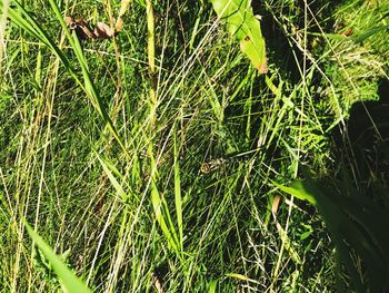 Full frame shot of plants on field