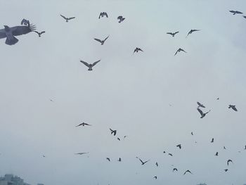 Low angle view of birds flying in sky