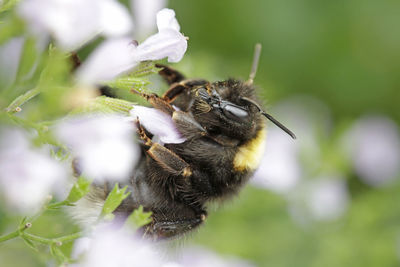 Close-up of bee pollinating on flower