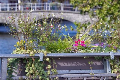 Close-up of potted plants on railing