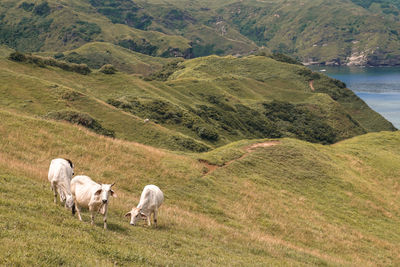 Sheep grazing in a field