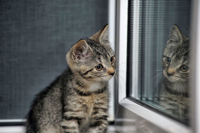 Close-up portrait of a cat