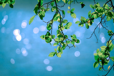 Low angle view of plant against blue sky