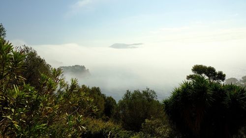 Scenic view of trees and mountains against sky