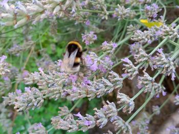 Close-up of bee pollinating on flower