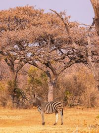 Zebra standing on field
