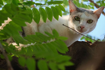 Portrait of a cat