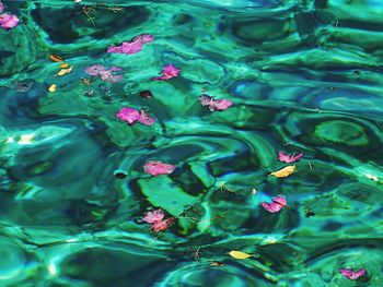 High angle view of jellyfish swimming in water