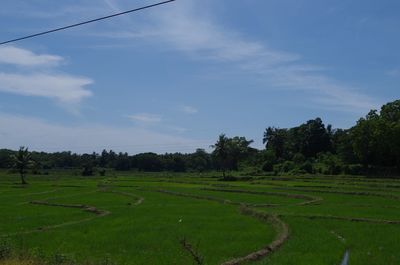 Scenic view of agricultural field against sky